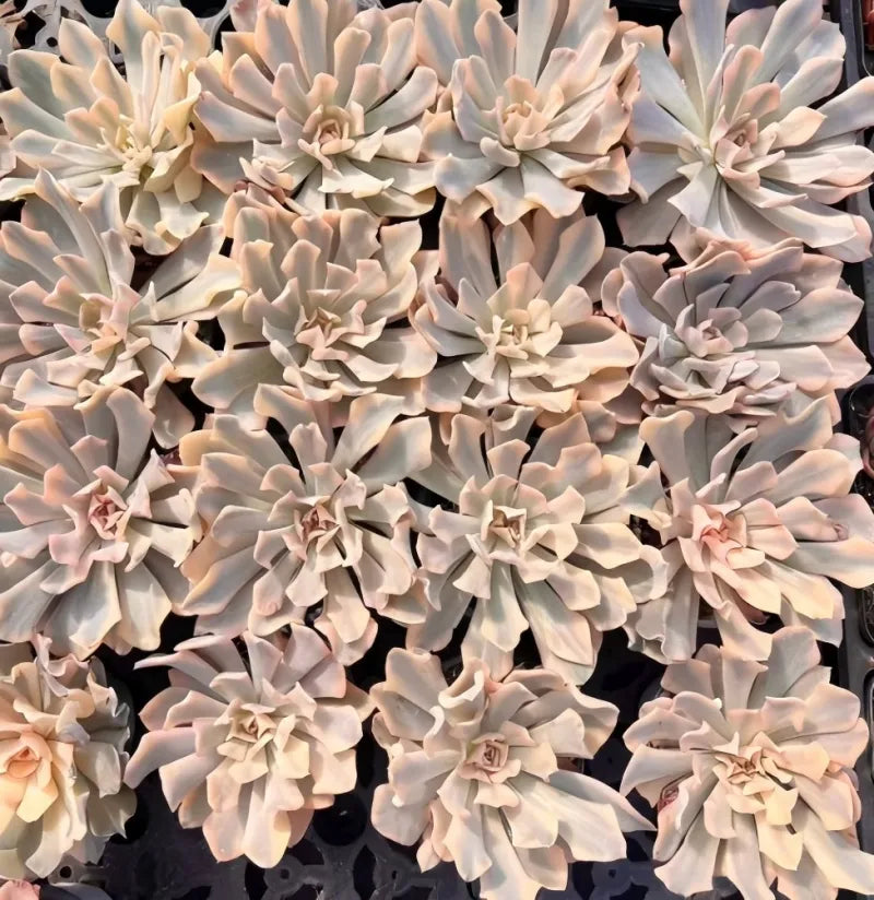 Echeveria succulent cluster of cream rosettes with tiered pointed leaves