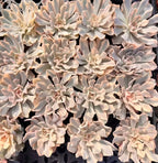 Echeveria succulent cluster of cream rosettes with tiered pointed leaves