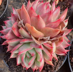 Pink and peach Echeveria rosette cluster in pot, layered pointed leaves