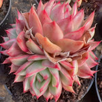 Echeveria Linde Anna Cluster Soil Song