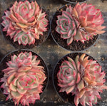 Echeveria Linde Anna Cluster Soil Song