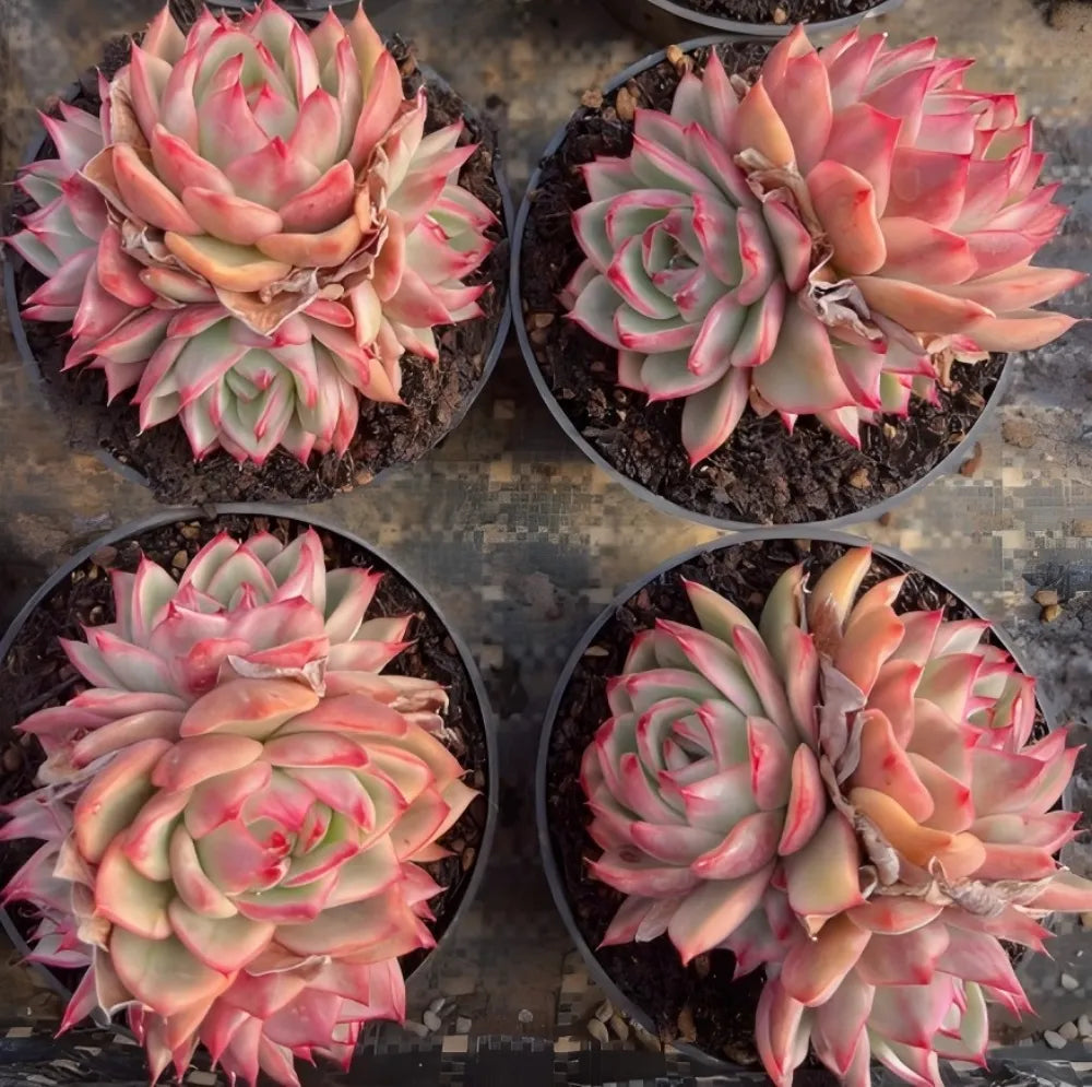 Echeveria Linde Anna Cluster Soil Song