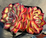 Echeveria Ling Yin Double Head Cluster Soil Song