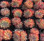 Echeveria rosette succulents in small black pots, red-yellow centers and green leaves