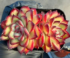 Echeveria double-head cluster in black tray, red tips and green rosettes