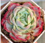 Echeveria succulent rosette in pot, pale green leaves with red/pink edges