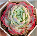 Echeveria Lone Star Soil Song