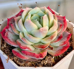 Echeveria succulent rosette in white pot, mint-green leaves with red frilled tips