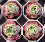 Echeveria Lone Star Soil Song