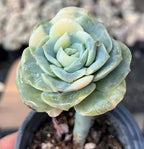 Succulent rosette in pot with pale green and cream layered leaves, front view