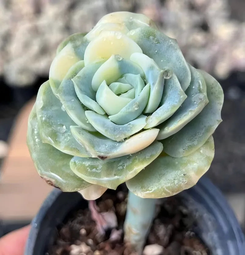 Echeveria Lovely Rose Soil Song