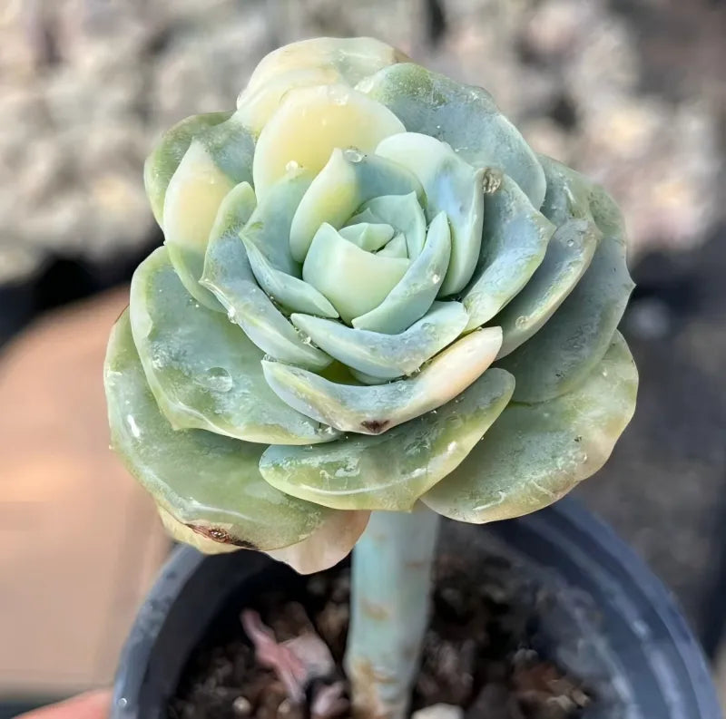 Echeveria Lovely Rose Soil Song