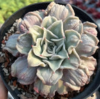 Carunculated succulent rosette in a pot, pale blue-green and cream thick textured leaves