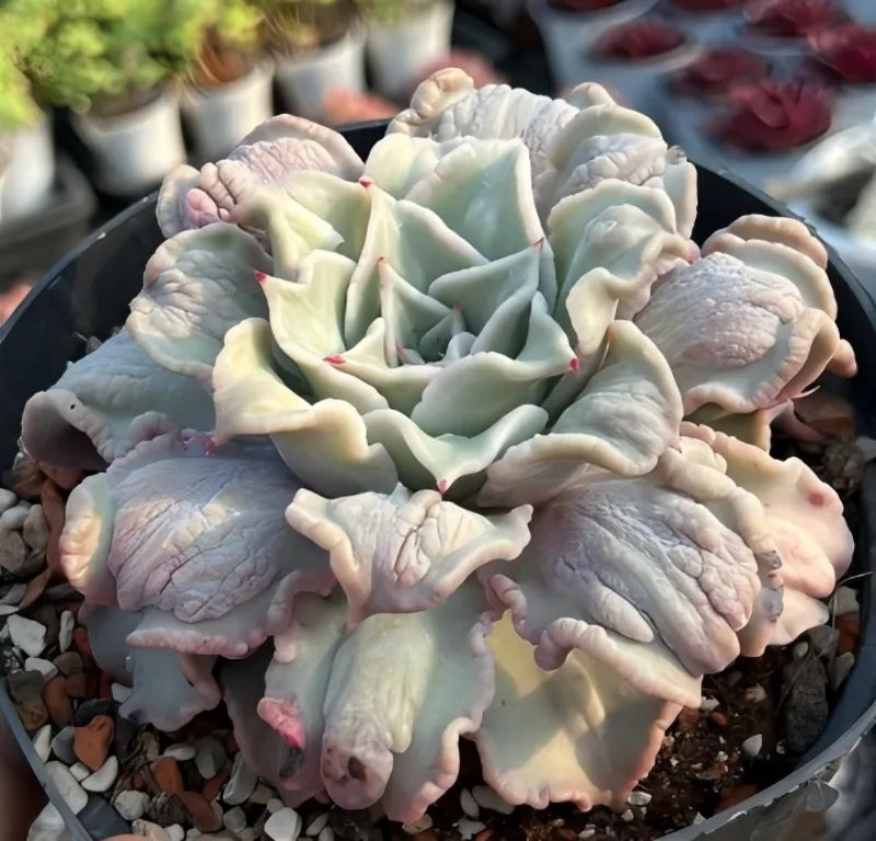 Echeveria Madiba Carunculated Soil Song