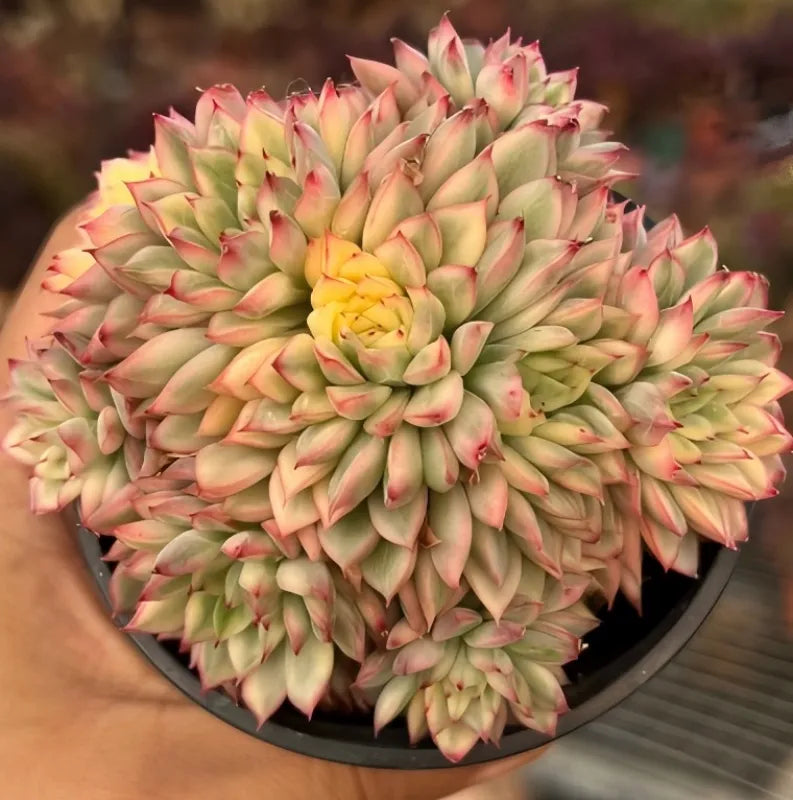Echeveria succulent cluster in black pot, green rosettes with pink tips and yellow center
