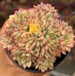 Echeveria Mebina Variegata Cluster Soil Song