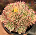 Echeveria succulent cluster in black pot, green rosettes with rosy edges and yellow heart