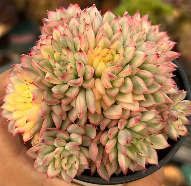 Echeveria Mebina Variegata Cluster Soil Song