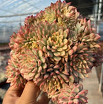 Echeveria Mebina Variegata Cluster Soil Song