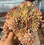 Echeveria succulent cluster with light green rosettes and pink tips, central yellow glow
