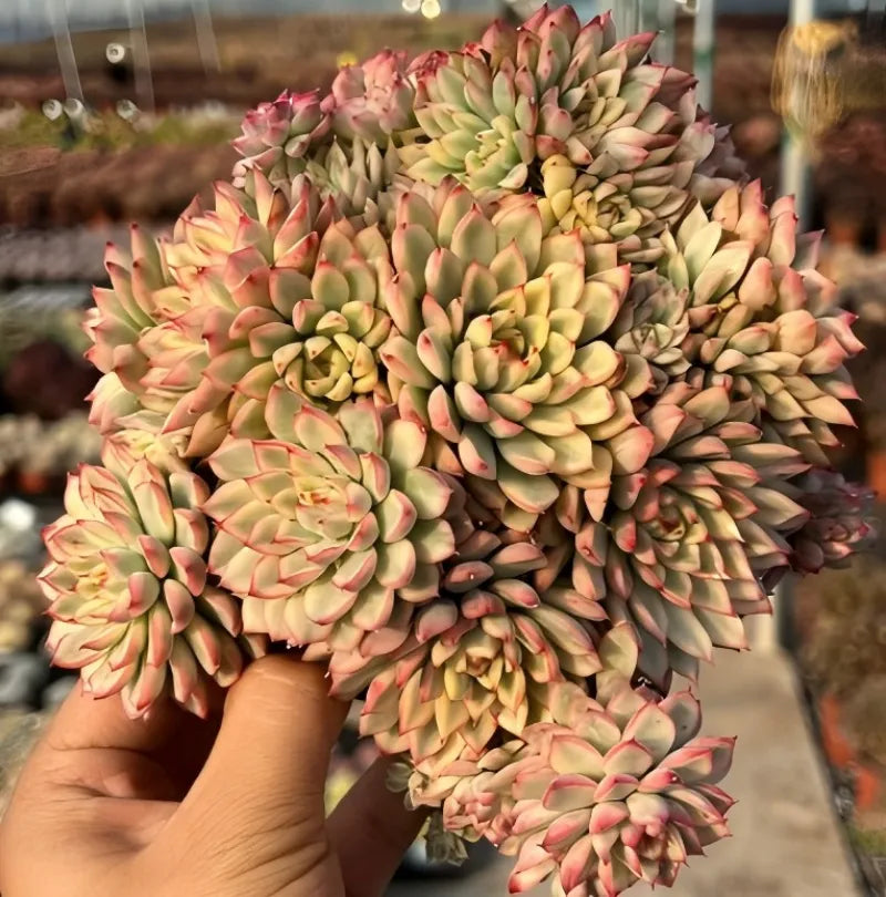 Echeveria succulent cluster held in hand, tight rosettes with pink-edged leaves