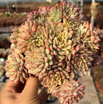 Echeveria Mebina Variegata Cluster Soil Song