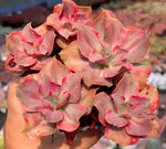 Echeveria Mini Guqin Variegata Soil Song