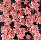 Variegated echeveria rosettes, many pink blooms with green centers