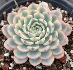 Echeveria Minima Variegata Soil Song