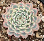 Echeveria Minima Variegata Soil Song
