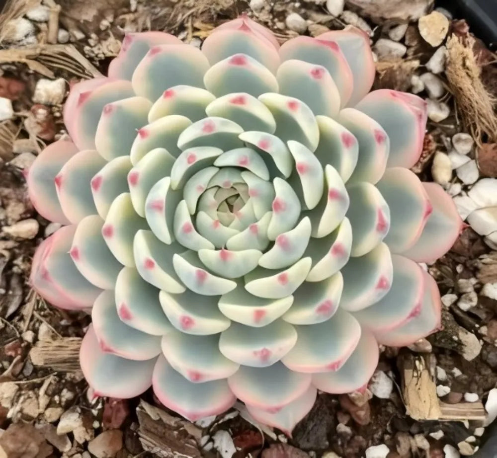 Variegated Echeveria minima rosette with pale green leaves and pink speckles on gravelly soil