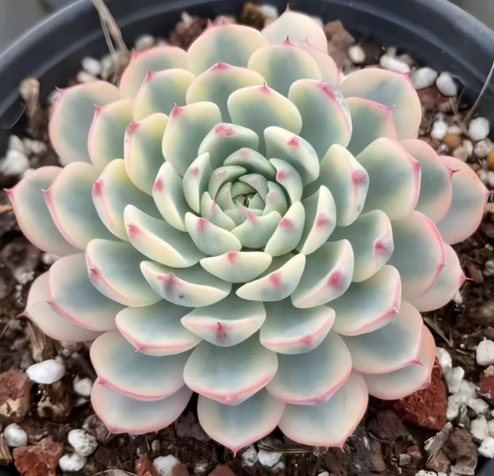 Echeveria Minima Variegata Soil Song