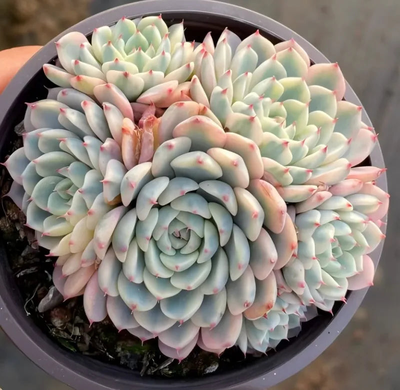 Variegated echeveria rosette in 4-inch pot with pale green leaves and pink tips