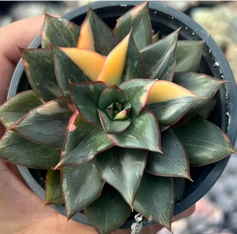 Echeveria Monocerotis Variegata variegated succulent rosette with green and yellow leaves