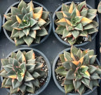 Variegated echeveria succulent rosettes in four pots, green and yellow leaf tips