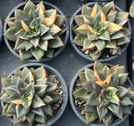Echeveria Monocerotis Variegata Soil Song