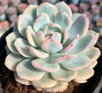 Variegated Echeveria rosette with pale blue-green leaves and pink-tinted tips in pot