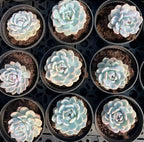Cluster of variegated Echeveria rosettes in small pots, pale blue-green with pink tips