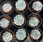 Echeveria Monroe Variegata Soil Song