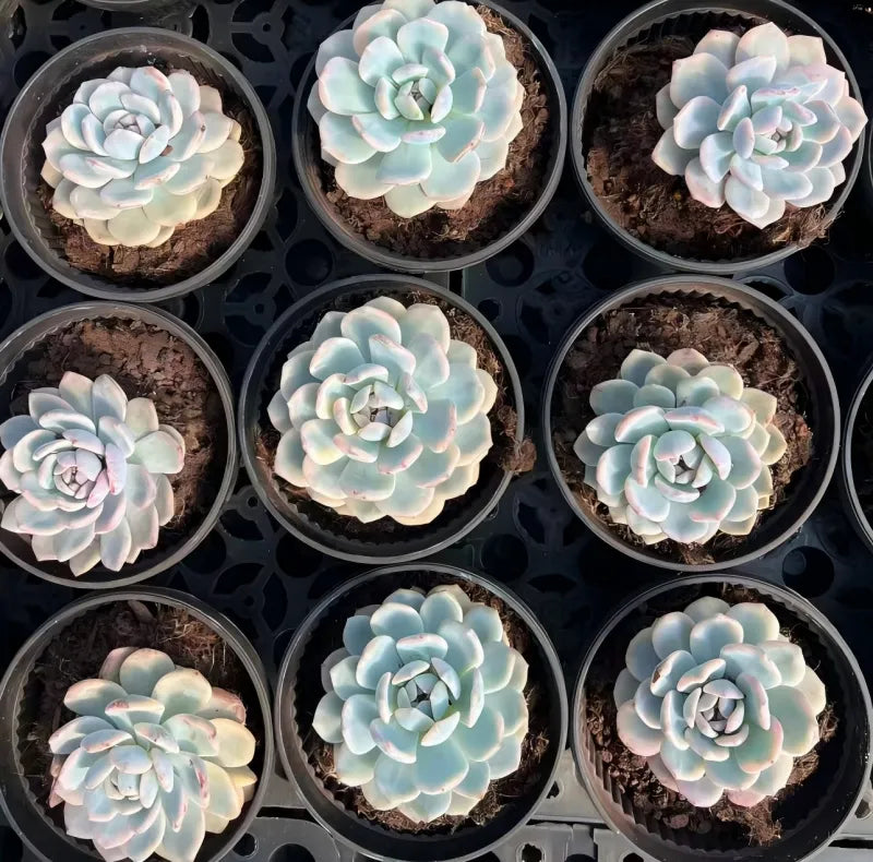 Cluster of variegated Echeveria rosettes in small pots, pale blue-green with pink tips