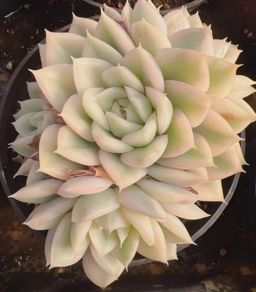 Echeveria rosette cluster with pale cream and light green layered leaves