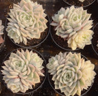 Four Echeveria rosette plants in round pots, pale cream and light green leaves
