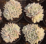 Echeveria Moon Fairy Variegata Cluster Soil Song