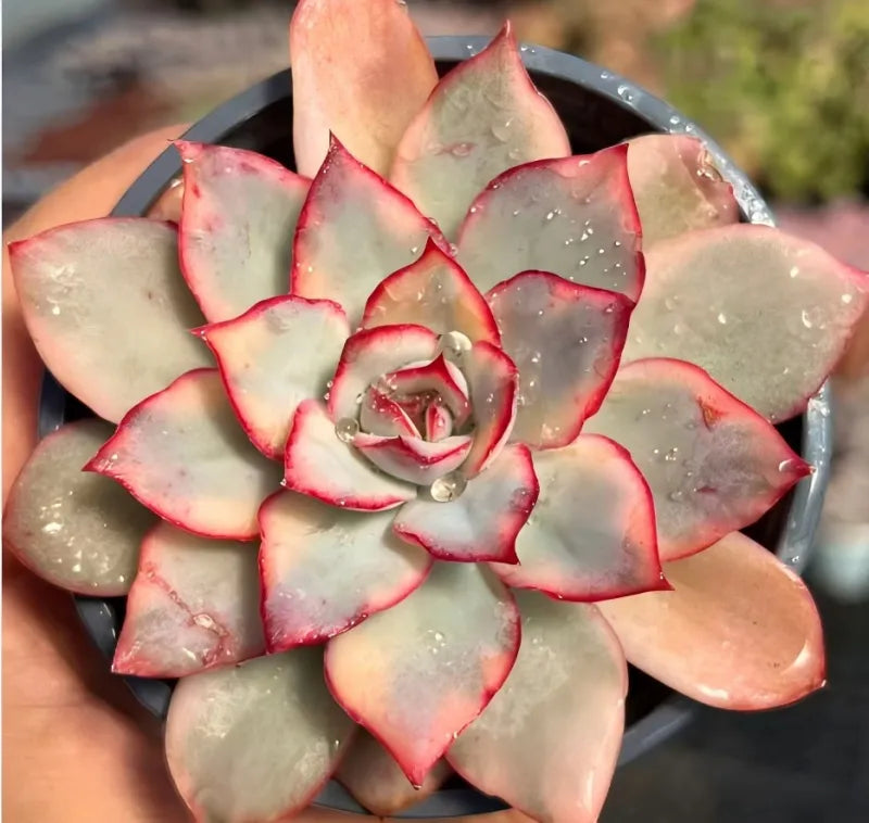 Variegated echeveria rosette in pot, mint leaves with bright red-pink outlines