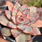 Variegated echeveria rosette with mint-green leaves and red-pink margins