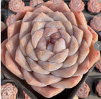 Echeveria succulent rosette with pale peach and cream layered leaves