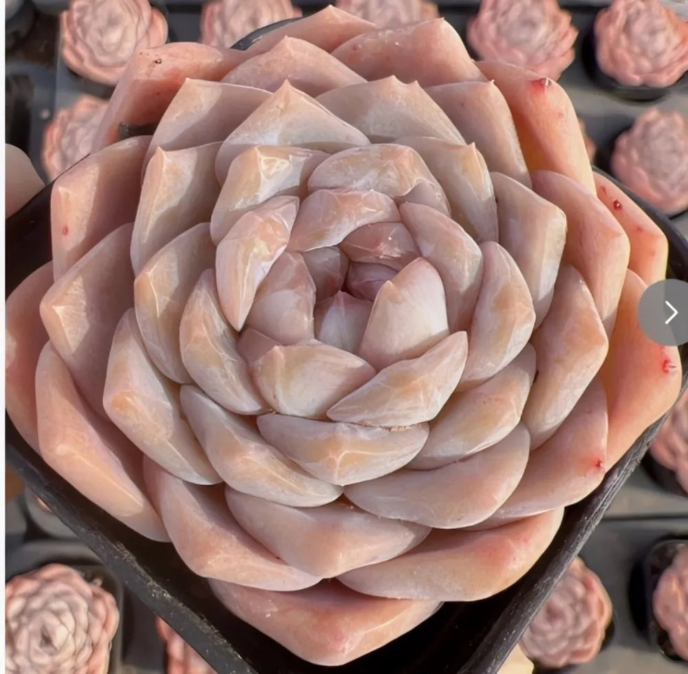 Echeveria Nova Jenny Soil Song