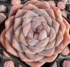 Echeveria succulent rosette with pastel pink and cream layered leaves