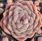 Echeveria Nova Jenny Soil Song