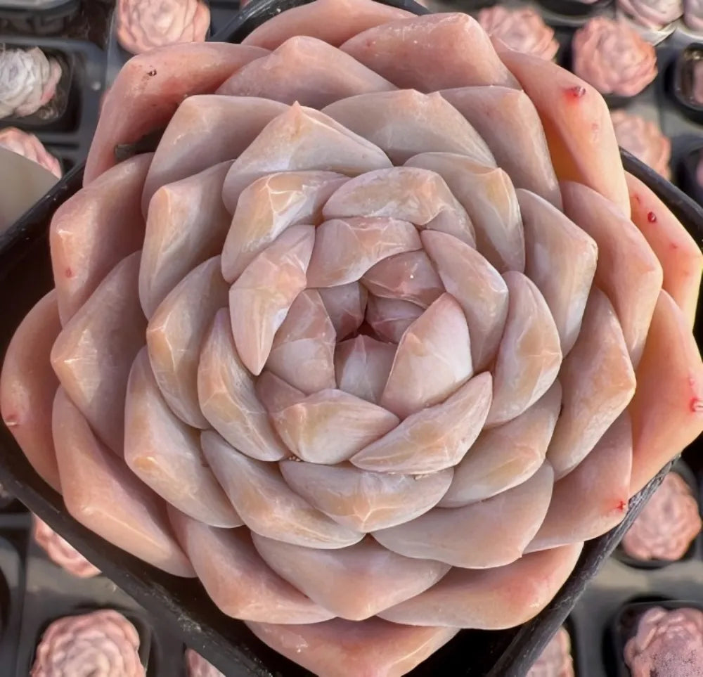 Echeveria succulent rosette with pastel pink and cream layered leaves